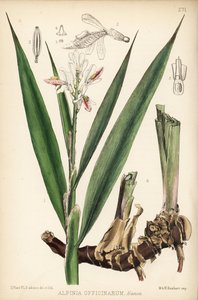 Pieni galangal, Alpinia officinarum. Hanhartin käsin tekemä värillinen litografia David Blairin kasvitieteellisen kuvituksen mukaan Robert Bentleyn ja Henry Trimenin teoksesta Medicinal Plants, Lontoo. tekijältä Unbekannter Künstler