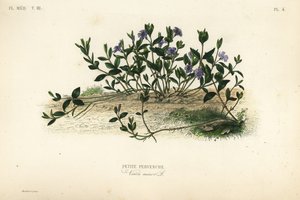 Pieni periwinkle, Vinca minor, Petite pervenche tekijältä Unbekannt