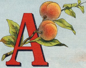 Kirjain A: aprikoosi. Kaiverrus "Alphabet de ma petite fille". Bernardin-Bechet ja Fils, kirjakauppias-kustantajat, Pariisi, noin 1895. Rikkoutumaton albumi kankaalle. Bibliotheque des Bebes. 12 sivua. Albumi, joka sisältää lukumenetelmän ja havainnollisen tekijältä Unbekannt