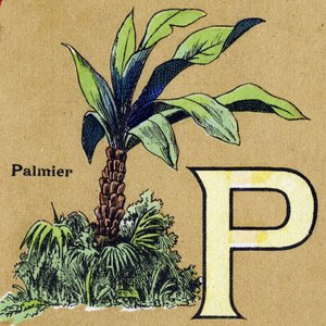 P-kirjain kuin palmu. Kuvitettu aakkoset. Kuvat yhdistyivät Jarville-Nancyssa 1900-luvun alussa. Mitat: 40 x 29 cm. Litografia bistre-taustalla tekijältä Unbekannt