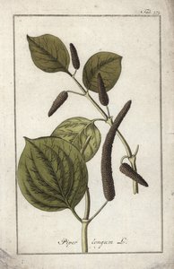 Pitkä pippuri (Piper longum). Litografia Johannes Zornin (1739-1799) teoksesta "Afbeelding der Artseny-Gewassen", Alankomaat. tekijältä Unbekannter Künstler