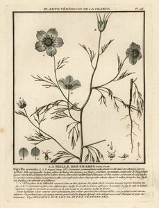 Rakkautta sumussa. Nigella arvensis. tekijältä Unbekannter Künstler