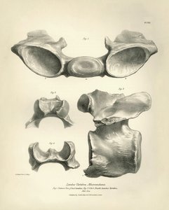 Macrauchenian, esihistoriallisen eläimen, lannenikama, jonka Charles Darwin löysi tutkimusmatkallaan Beaglella. Kapteeni Fitzroyn komennossa vuosina 1832-1836 olleen H.M.S. Beaglen matkan eläintiede, muokattu ja valvottu. tekijältä Unbekannter Künstler