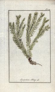 Lycopodium clavatum (Lycopodium clavatum). Litografia Johannes Zornin (1739-1799) teoksesta "Afbeelding der Artseny-Gewassen", Alankomaat. tekijältä Unbekannter Künstler