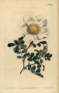 Macartneyn ruusu, Rosa bracteata tekijältä Unbekannt