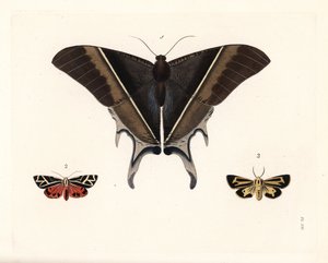 Macleanin nieluhäntäperhonen, Lyssa macleayi 1, sinooperiperhonen, Callimorpha phyllira 2, ja Nais-tiikeriperhonen, Apantesis nais 3. Käsinväritetty litografia John O. Westwoodin uudesta painoksesta Dru Druryn teoksesta "Illustrations of Exotic Entomology" tekijältä Unbekannter Künstler