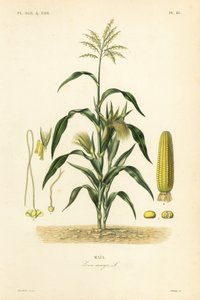 Maissi tai maissi, Zea mays, Mais tekijältä Unbekannt