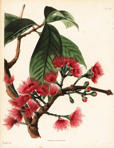 Malaijin ruusuomena, Syzygium malaccense (Eugenia malaccensis). George Cooken käsin tekemä kuparikaiverrus William Millerin kuvituksen mukaan, Conrad Loddigesin kasvitieteellisestä kabinetista, Hackney, Lontoo. tekijältä Unbekannter Künstler