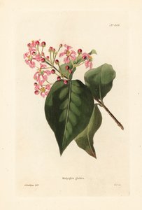 Malpighia glabra. George Cooken käsin tekemä kuparikaiverrus George Loddigesin kuvituksen mukaan, Conrad Loddigesin kasvitieteellisestä kabinetista, Hackney, Lontoo. tekijältä Unbekannter Künstler