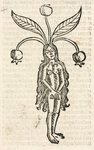 Mandrake (naarasmuoto) tekijältä Unbekannt