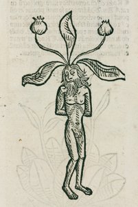 Mandrake tekijältä Unbekannt