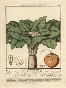 Mandrake, sala d