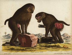 Mandrill jopa Mandrillus sphinx. Haavoittuva. Simia sphynx Linn. Johann Sebastian Leitnerin käsin tekemä kuparipiirros Jacques de Seven kuvituksen mukaan Johann Christian Daniel Schreberin teoksesta Animal Illustrations after Nature eli Schreberin kuvituks tekijältä Unbekannter Künstler