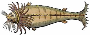 Merieläin, ksylografia otettu lähteestä "Paralipomena accuratissima historiae omnium animalium quae in voluminibus Aldrovandi desiderantur/Bartholomaeus Ambrosinus... summo labore collegit; Marcus Antonius Berna bibliopola bononiensis propriis sumptibus i" tekijältä Unbekannter Künstler