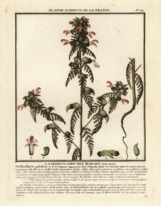 Suotäiheinä, Pedicularis palustris. tekijältä Unbekannter Künstler