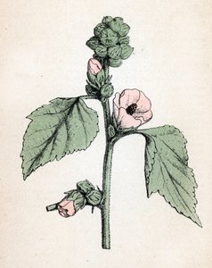 Marshmallow officinale (Althaea officinalis) (Valkoinen malva) Kasvitieteellinen kilpi Paul Hariot