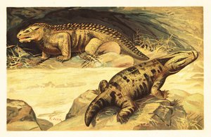 Mastodonsaurus ja Pareiasaurus.1908 (litografia) tekijältä Unbekannter Künstler