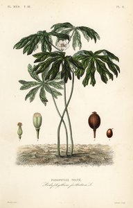 Mayapple tai amerikkalainen mandrake, Podophyllum peltatum, Podophylle pelte tekijältä Unbekannt