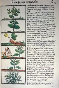 Lääkekasvit, teksti nahuatiksi, faksimilesta Bernardino de Sahagunin käsikirjoituksesta General History of Things of New Spain, joka tunnetaan myös nimellä Florentine Codex tekijältä Benjamin Baud