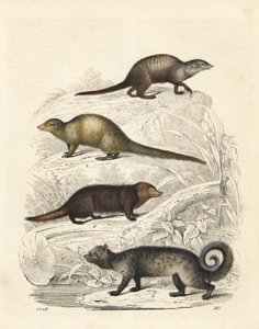 Meerkatti, Suricata suricatta 1, Intian harmaa mangusti, Herpestes edwardsii 2, kussimaneetti, Crossarchus obscurus 3, ja aasialainen palmusivetti, Paradoxurus hermaphroditus 4. Käsinväritetty litografia Carl Hoffmannin teoksesta Maailman kirja, Stuttgart. tekijältä Unbekannter Künstler