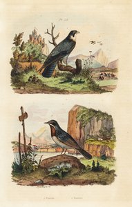 Merlin, Falco columbarius ja Moltonin kotula, Sylvia subalpine tekijältä Unbekannt