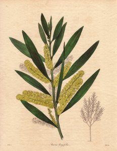 Mimosa-herne (Acacia longifolia), pensas, jonka lehdet ovat pysyvät, jopa 3-6 metriä korkea, kukinto on pitkä, sitruunankeltainen, hyvin tuoksuva. Kasvi on kotoisin Uudesta Hollannista (Australia), tuotu Isoon-Britanniaan vuonna 1792. Kuvitus: R tekijältä Unbekannter Künstler
