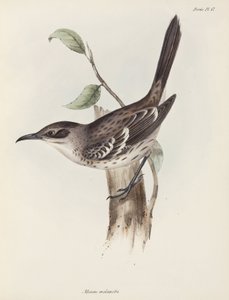 Mockingbird, Galapagossaaret, n. 1832-1836 tekijältä Unbekannter Künstler
