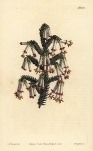 Monadelphous-numme, Erica monadelpha tekijältä Unbekannt