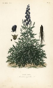 Munkkihuppu, akoniitti tai susiruoko, Aconitum napellus, Aconit napel tekijältä Unbekannt