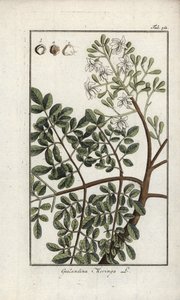 Moringa (Moringa oleifera). Litografia Johannes Zornin (1739-1799) Alankomaiden teoksesta "Afbeelding der Artseny-Gewassen". tekijältä Unbekannter Künstler
