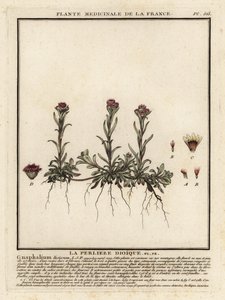 Ikuinen vuori, Antennaria dioica. tekijältä Unbekannter Künstler