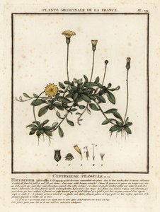 Hiirikorvahaukkarokko, Pilosella officinarum. tekijältä Unbekannter Künstler