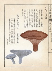 Sienet: akahatsu lacatire ja valkoinen shirohatsudake - Kanen Iwasakin (1786-1842) tekemä japanilainen painokuva, Honzo Zufu, kuvitusopas lääkekasveista. tekijältä Unbekannter Künstler