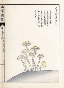 Sienet: shimeji ashitaka - Kanen Iwasakin (1786-1842) tekemä japanilainen painokuva, Honzo Zufu, kuvitusopas lääkekasveista. tekijältä Unbekannter Künstler