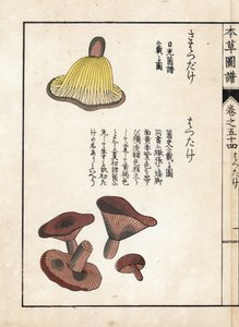 Sienet: maidon esisienilajikkeita (syötäviä) - Kanen Iwasakin (1786-1842) tekemä japanilainen painokuva, Honzo Zufu, kuvitusopas lääkekasveista. tekijältä Unbekannter Künstler