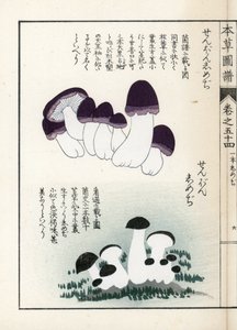 Sienet: shimeji-lajikkeita (syötäviä) - Kanen Iwasakin (1786-1842) tekemä japanilainen painokuva, Honzo Zufu, kuvitusopas lääkekasveista. tekijältä Unbekannter Künstler