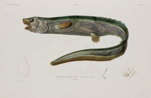 Natacanthus nasus, Islanti, 1800-luvun alku tekijältä Unbekannter Künstler