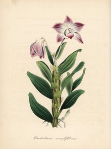 Kaulakorun varren dendrobium tai sekikoku orkidea, Dendrobium moniliforme. C. Chabot