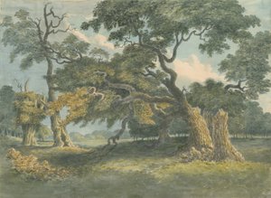 Needwood - Oak Tree: akvarellimaalaus, nd [?1800-luku] tekijältä Unbekannt