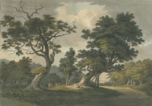 Needwood Forest: akvarellimaalaus ja [1800-luvun alku] tekijältä Unbekannt