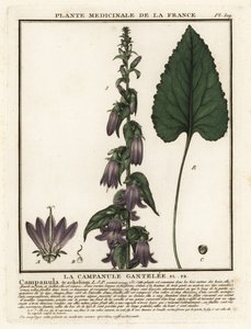Nokkosenlehtinen kellokukka, Campanula trachelium. tekijältä Unbekannter Künstler