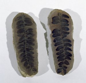 Neuropteris (merifernin lehti) löydetty Coseleysta, Staffordshirestä, ylemmästä hiilikaudesta (kuva) tekijältä Unbekannt