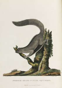 "Norfolk Island Flying Squirrel", Australia, n. 1788 tekijältä Unbekannter Künstler