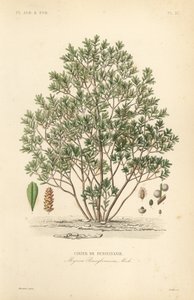 Pohjoinen bayberry, Myrica pensylvanica, cirier de pensylivanie tekijältä Unbekannt