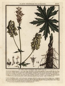 Pohjoinen sudenviiri, Aconitum lycoctonum. tekijältä Unbekannter Künstler