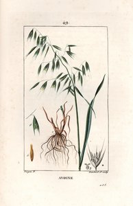 Kaura Cultivee eli bysanttilainen kaura - Lambert filsin kaiverrus Pierre Jean Francois Turpinin (1775-1840) piirroksen mukaan, otettu teoksesta La flore medicale, Chaumeton, Poiret et Chamberet, Pariisi 1830 - Kaura, Avena sativa - Lambert juniorin kaiver tekijältä Unbekannter Künstler