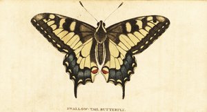 Vanhan maailman swallowtail, Papilio machaon., 1800 (kaiverrus) tekijältä Unbekannter Künstler