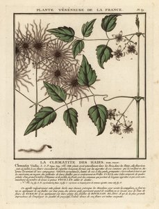 Vanhan miehen parta, Clematis vitalba. tekijältä Unbekannter Künstler