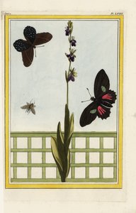 Ophrisella on hyönteisenmuotoiset kukat. Kärpäsorkidea, Ophrys insectifera. Doris-pitkäsiipi, Heliconius doris. Pierre Joseph Buchozin käsin väritetty etsaus "Arvokas ja valaistu kokoelma kauneimpia ja kummallisimpia kukkia, joita on kasvatettu sekä puutar tekijältä Unbekannter Künstler