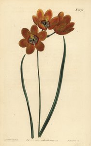 Orage kolurid monadelfous ixia, Ixia monadelfus tekijältä Unbekannt
